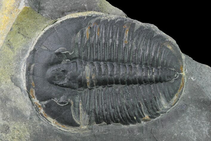 Elrathia Trilobite Fossil - Utah #139629